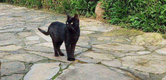Kedi Evi